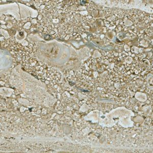 Beige stone with shell patterns